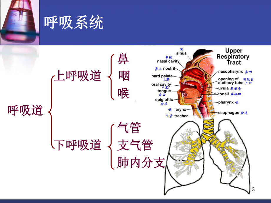 呼吸系统专科常用药物的使用与护理课件.pptx_第3页