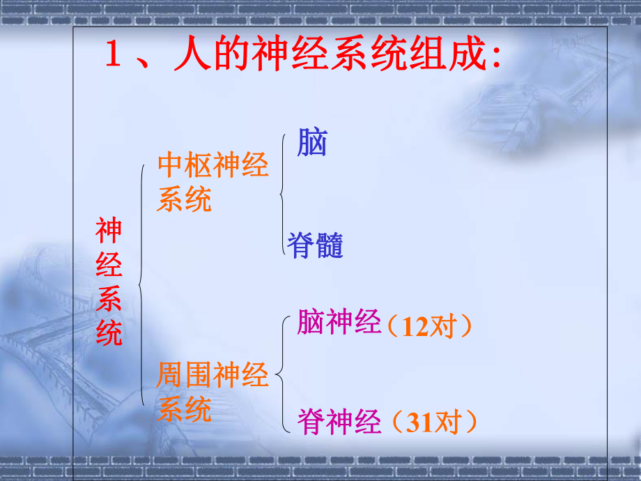 会考专题-神经系统课件.ppt_第2页