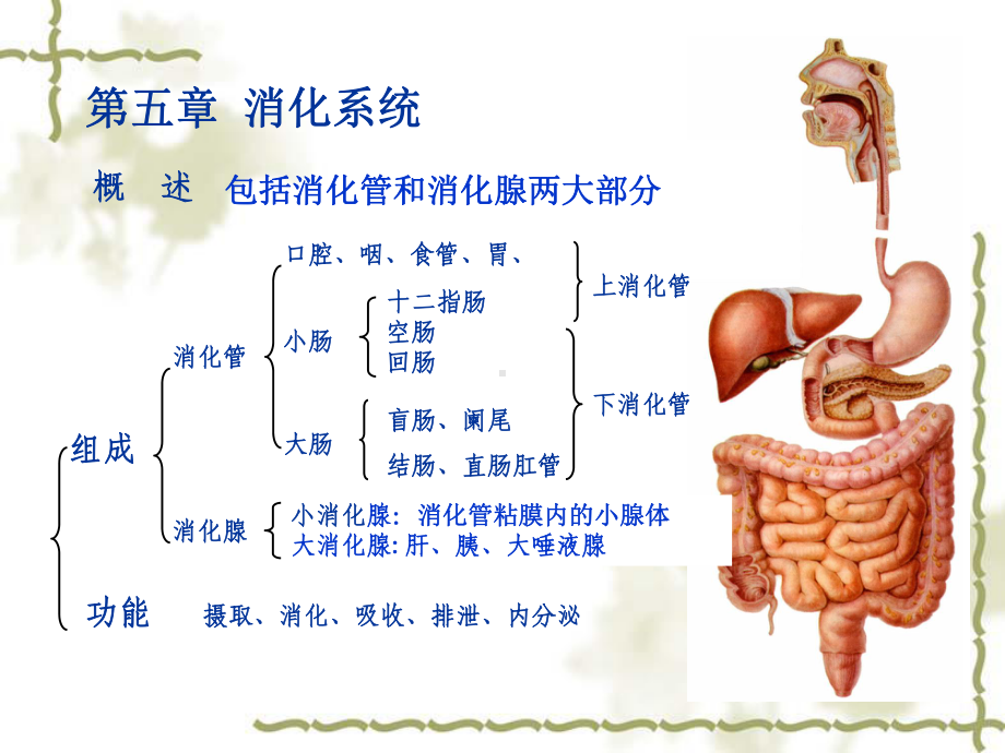 医学课件消化系统系统解剖.ppt_第2页