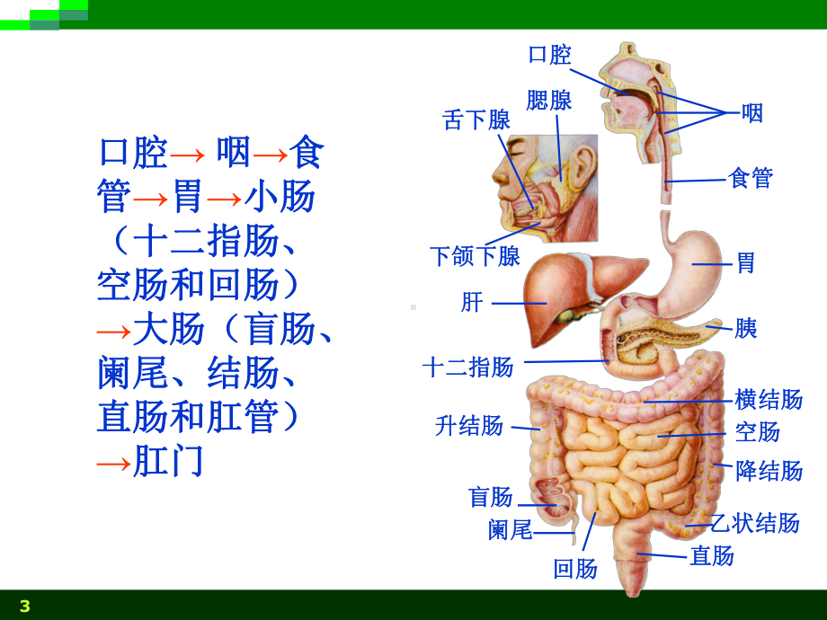 医学课件消化系统系统解剖.ppt_第3页