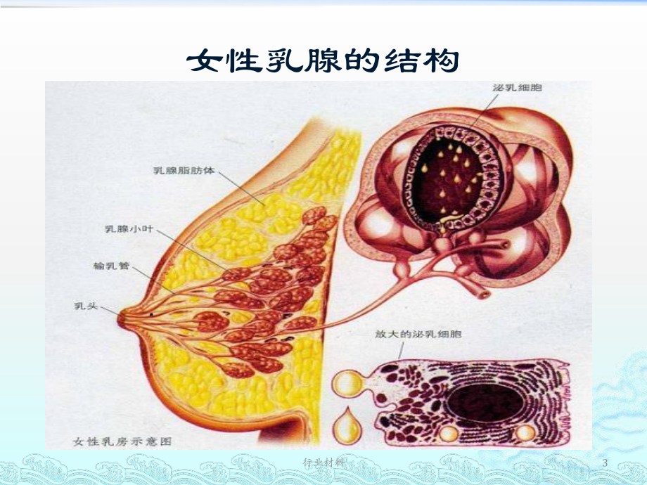 乳腺增生症讲义(行业知识)课件.ppt_第3页