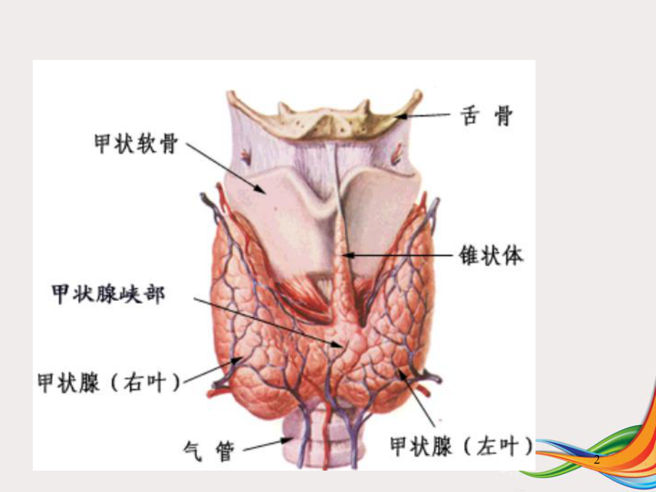 医学课件-碘参与甲状腺激素的合成机制课件.ppt_第2页