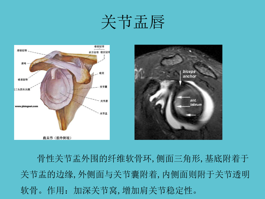 二肩袖撕裂肩关节解剖课件.ppt_第3页