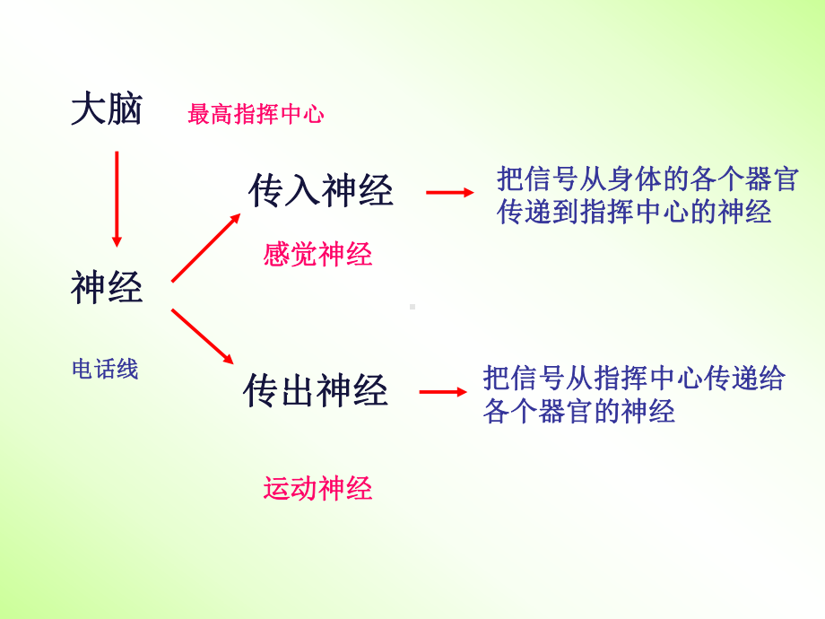 神经知识学习培训课件.ppt_第2页