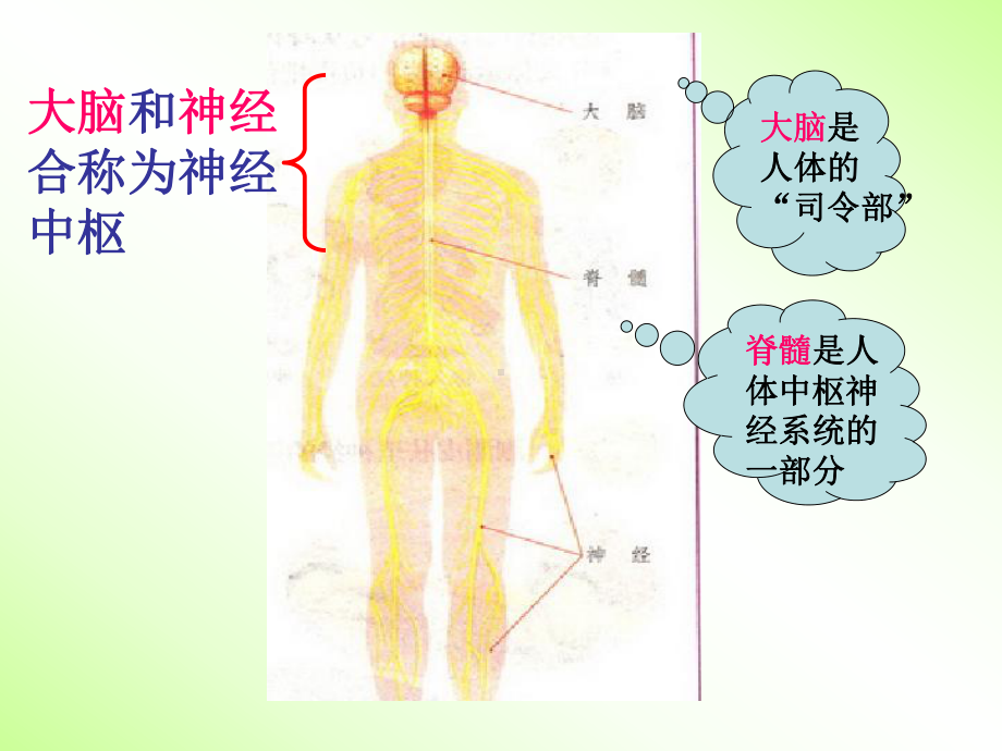 神经知识学习培训课件.ppt_第3页