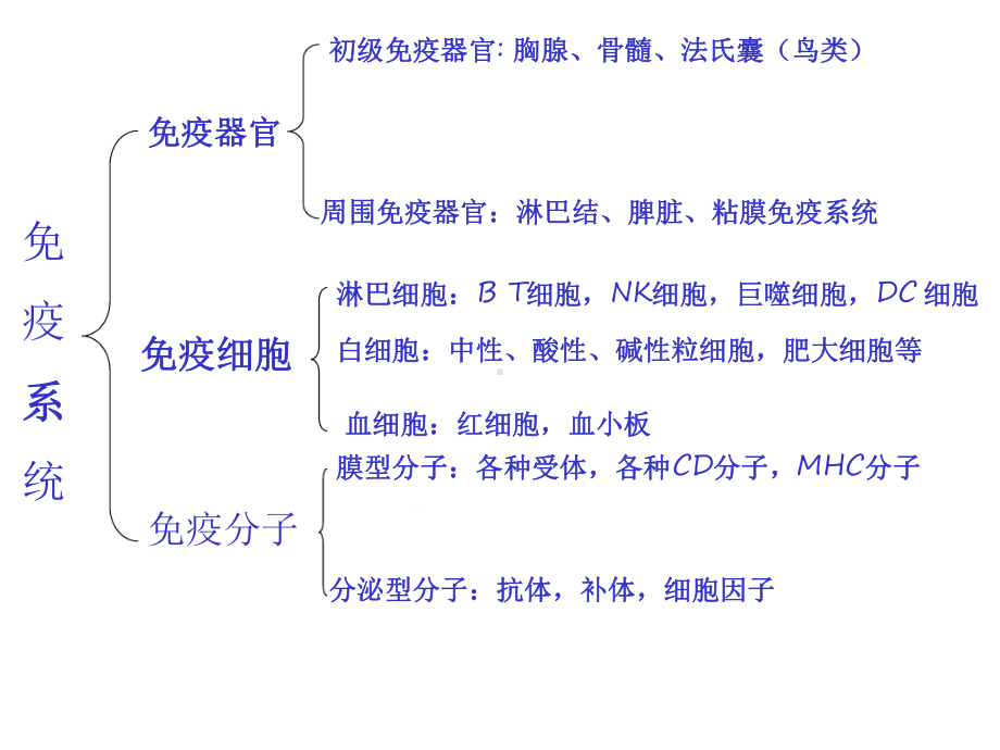 免疫第5章免疫系统的组织器官和细胞课件.ppt_第2页