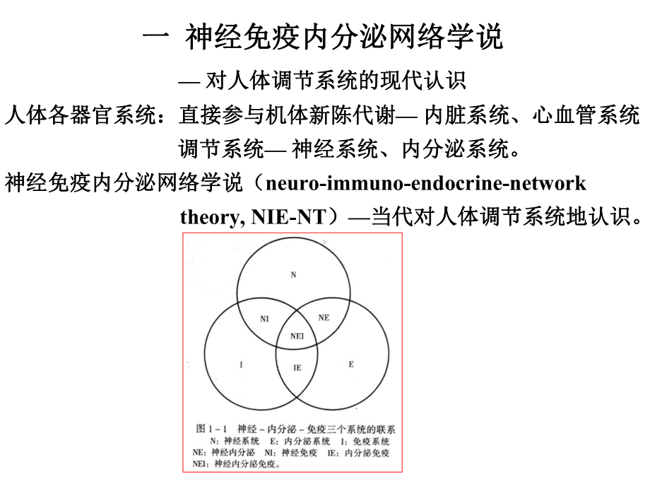 对神经系统的现代认识神经解剖学讲稿课件.ppt_第3页