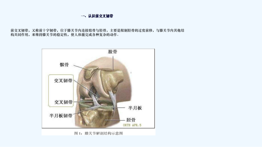 前交叉韧带重建术后康复课件.ppt_第3页