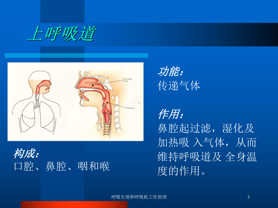 呼吸生理和呼吸机工作原理培训课件.ppt_第3页