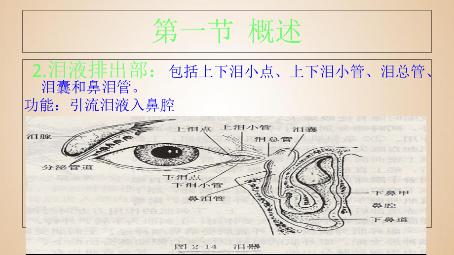 医学泪器病专业知识讲座专题培训课件.ppt_第3页