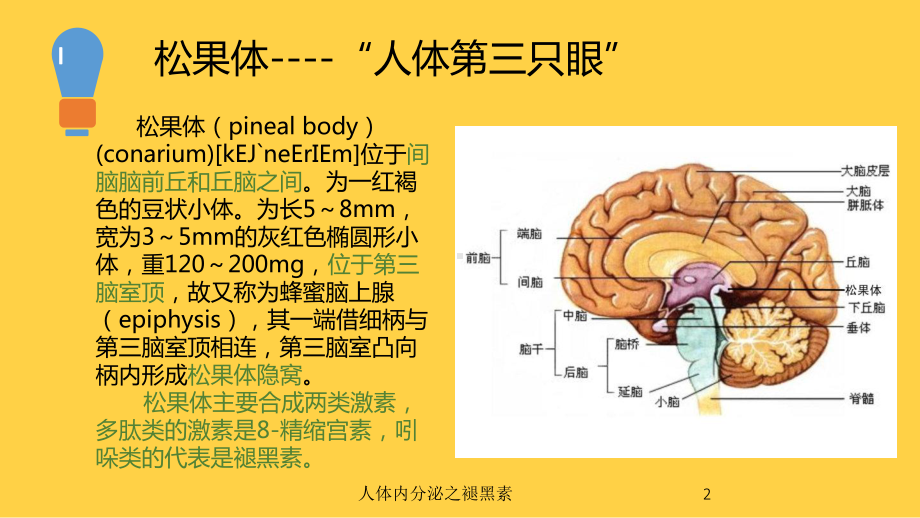 人体内分泌之褪黑素培训课件.ppt_第2页