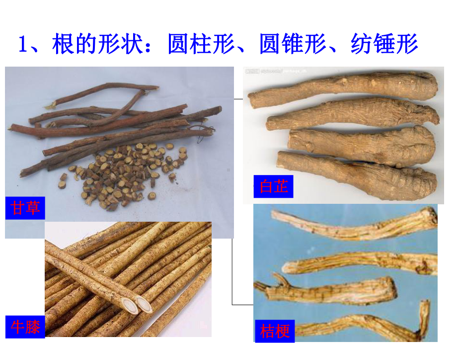 医学课件根和根茎类中药概述.ppt_第2页