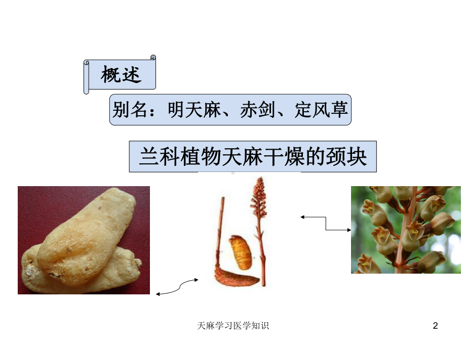 天麻学习医学知识培训课件.ppt_第2页