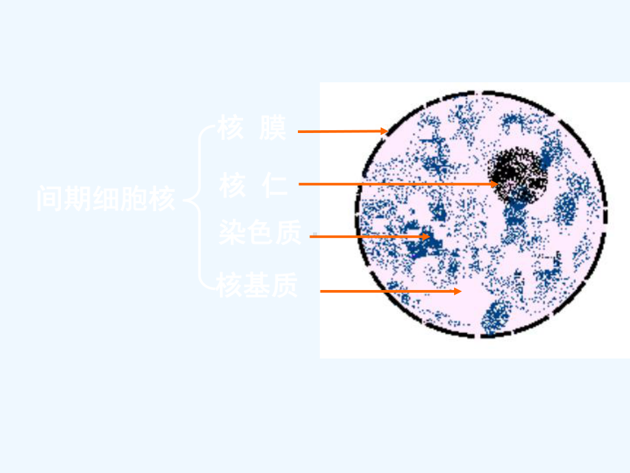 医学细胞生物学课件.ppt_第3页