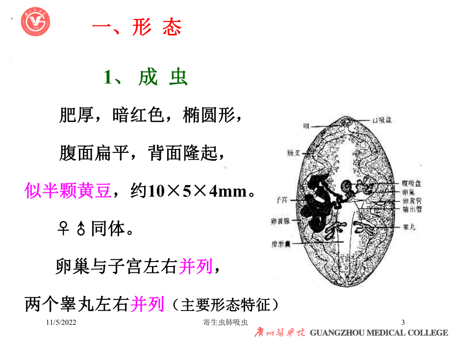 寄生虫肺吸虫培训课件.ppt_第3页