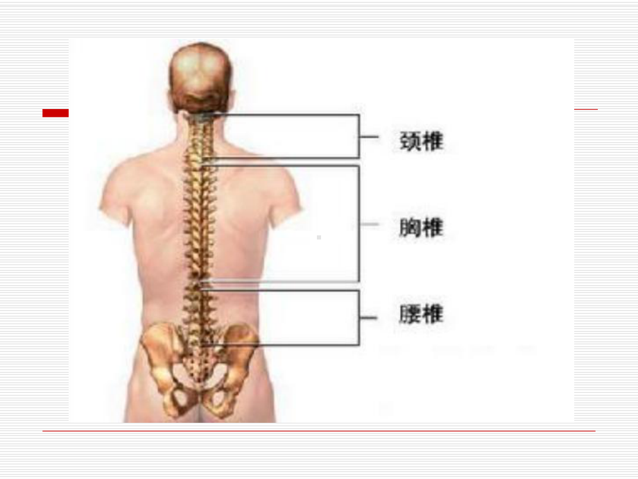 医学课件胸腰椎骨折病人的护理总结.ppt_第3页