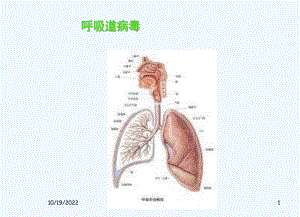 呼吸道病毒节课件.ppt