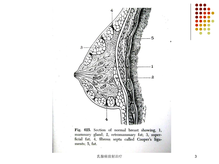 乳腺癌放射治疗培训课件.ppt_第3页