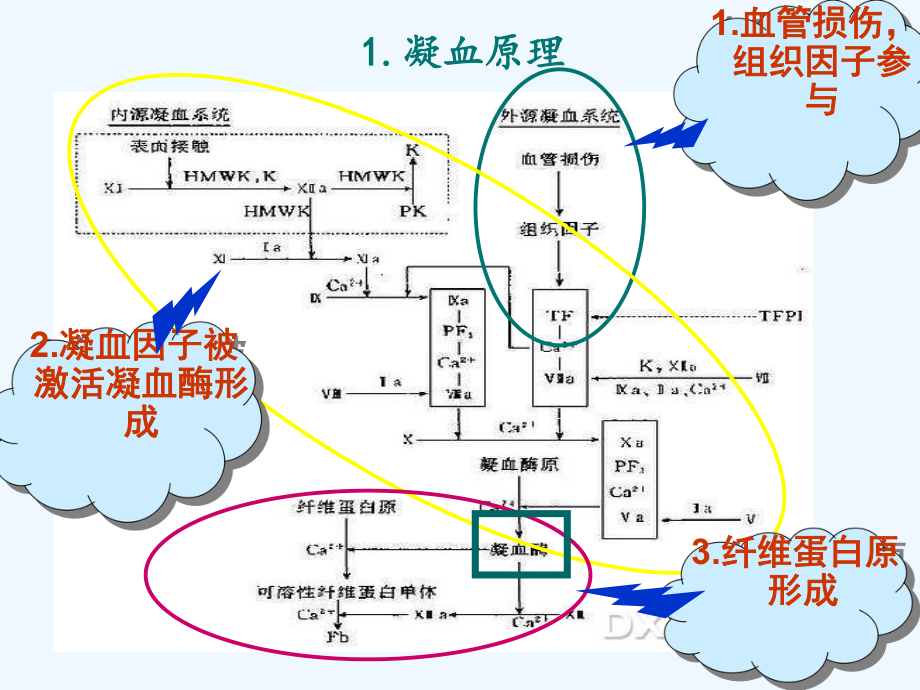 凝血药的合理使用课件.ppt_第3页