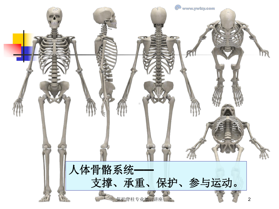 保护脊柱专业知识讲座培训课件.ppt_第2页