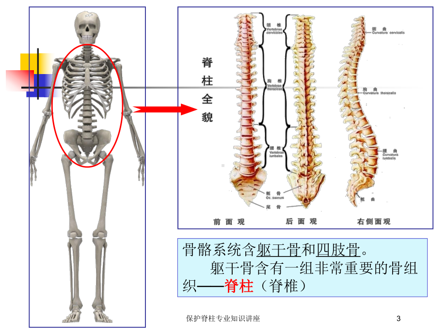 保护脊柱专业知识讲座培训课件.ppt_第3页