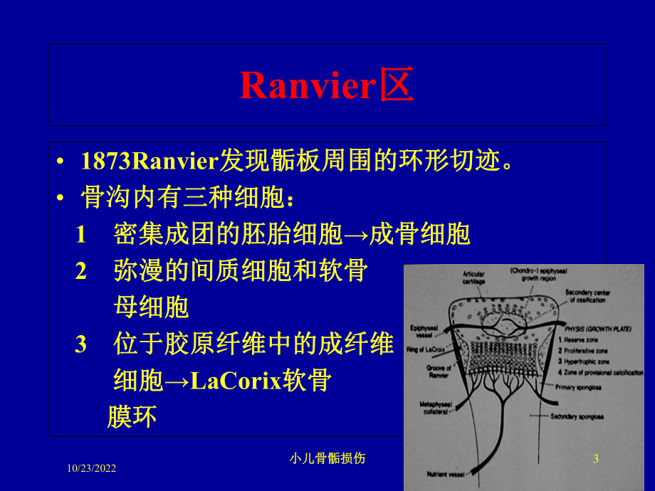 小儿骨骺损伤培训课件.ppt_第3页