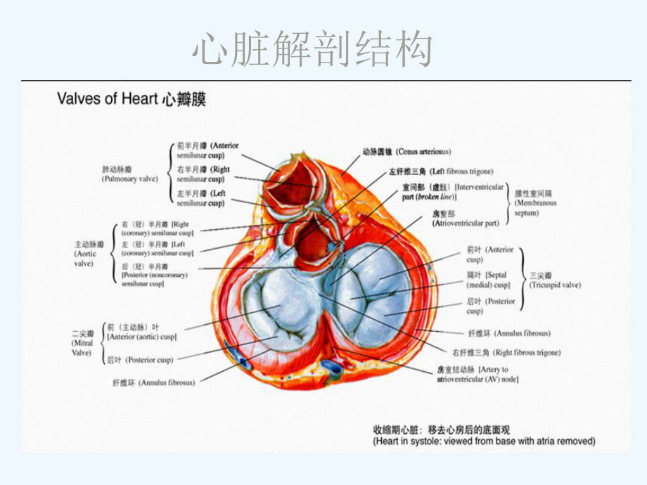 内科学教学心脏瓣膜病课件.ppt_第3页