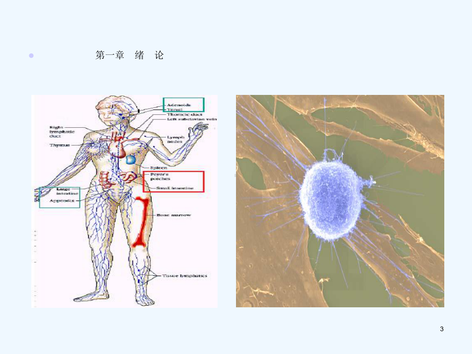 医学免疫学概述课件.ppt_第3页