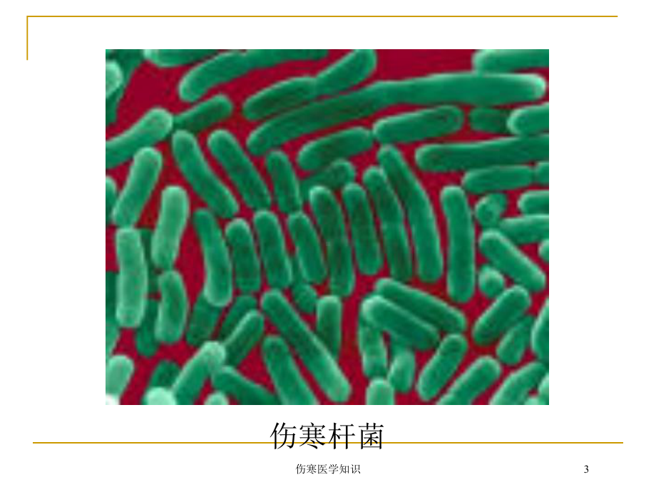 伤寒医学知识培训课件.ppt_第3页