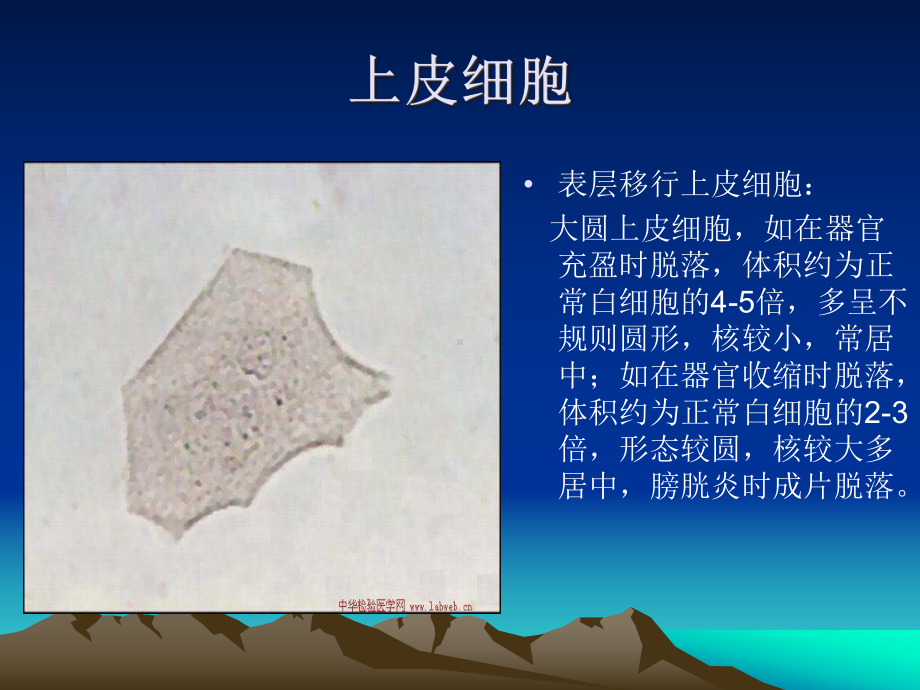 体液有形成分形态学读片课件.ppt_第3页