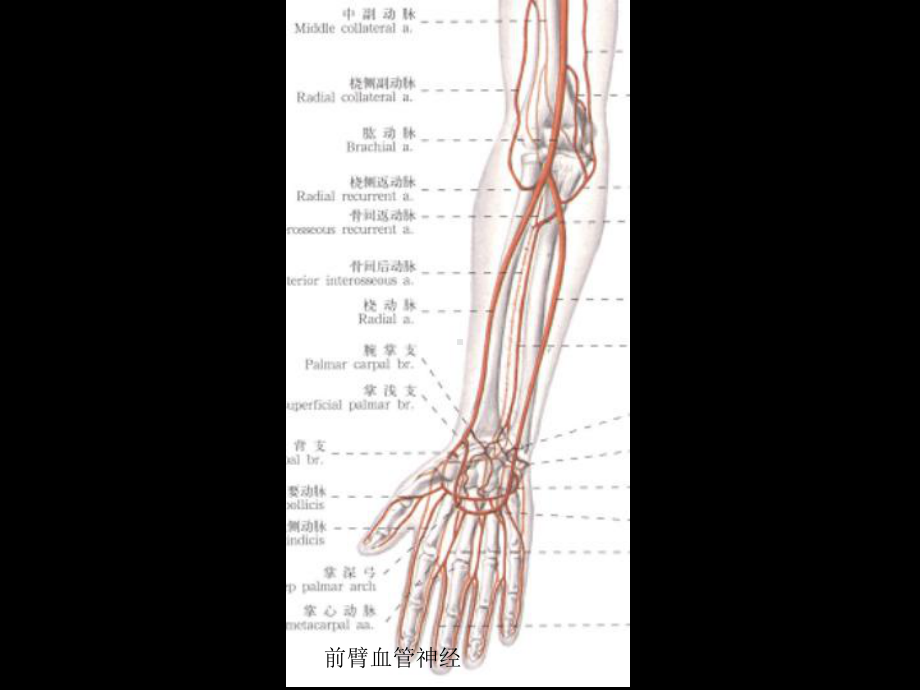 前臂血管神经课件.ppt_第2页