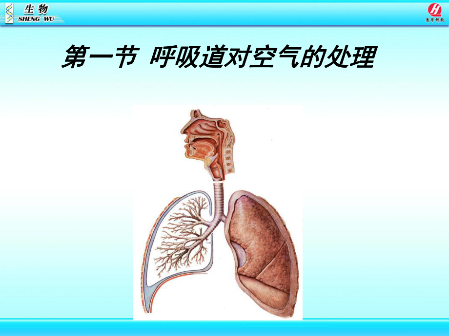 呼吸道对空气的处理课件-2.pptx_第1页