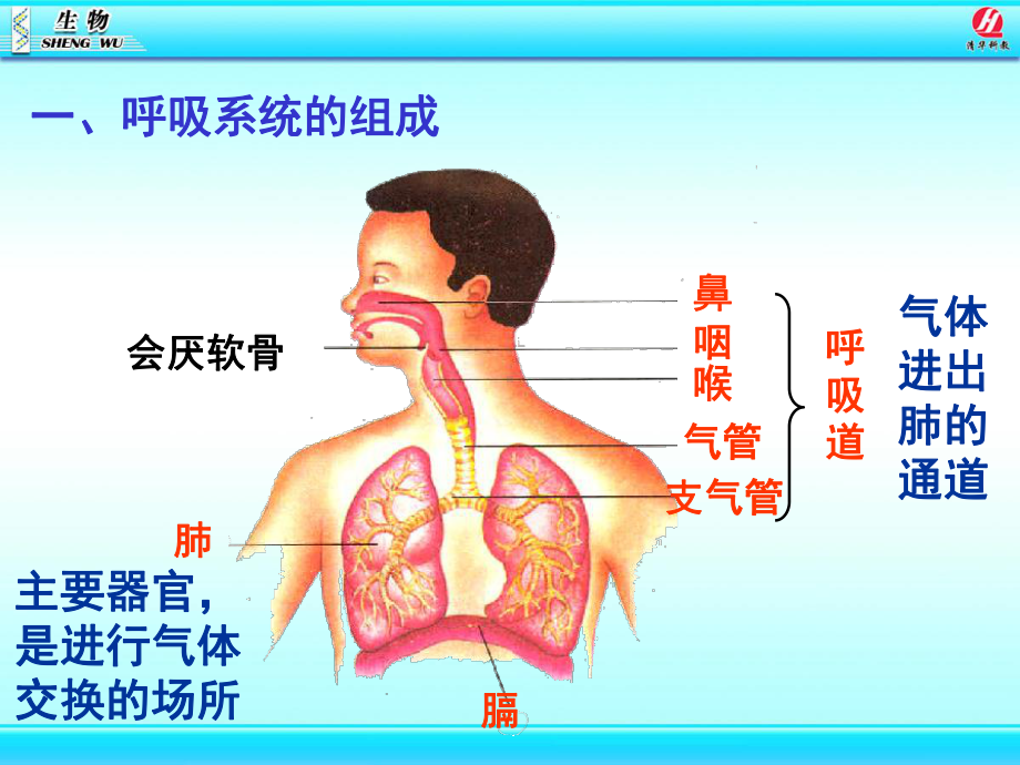 呼吸道对空气的处理课件-2.pptx_第3页