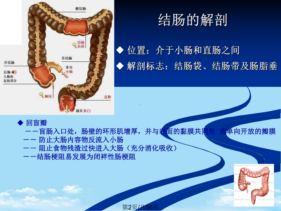 大肠肛管全面版课件.pptx_第2页