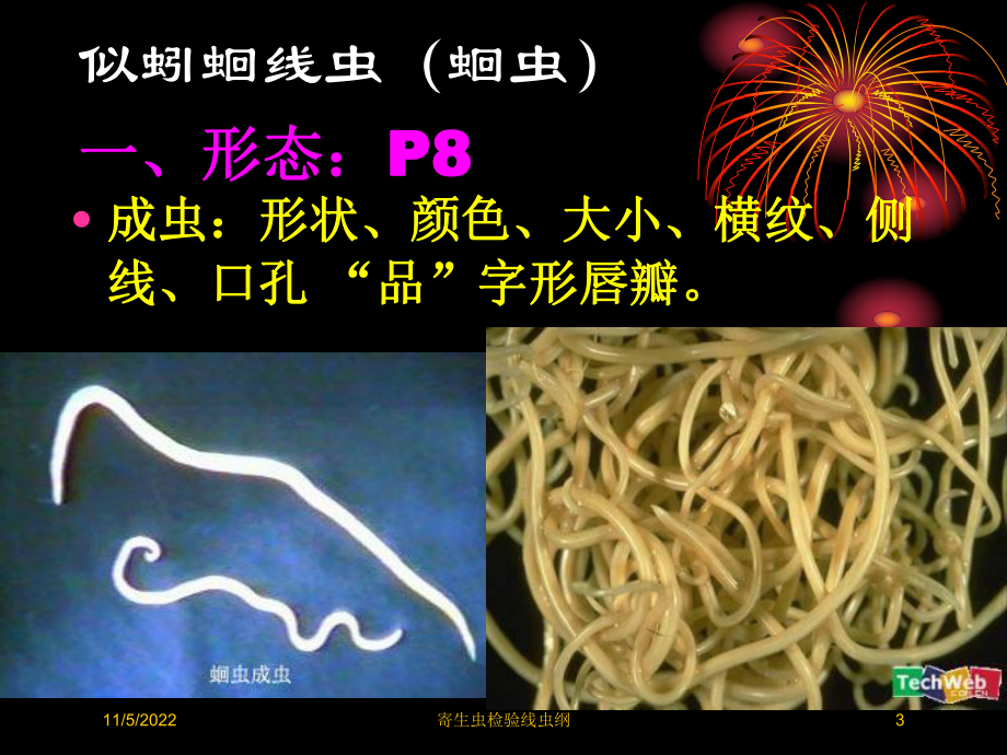 寄生虫检验线虫纲培训课件.ppt_第3页