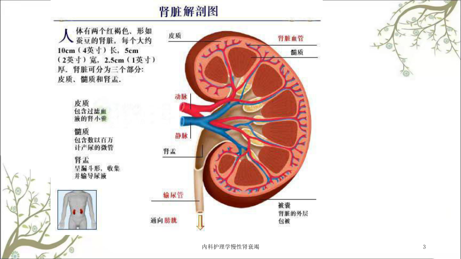 内科护理学慢性肾衰竭课件.ppt_第3页