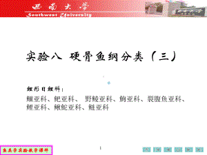 实验八硬骨鱼纲的分类(三)课件.ppt