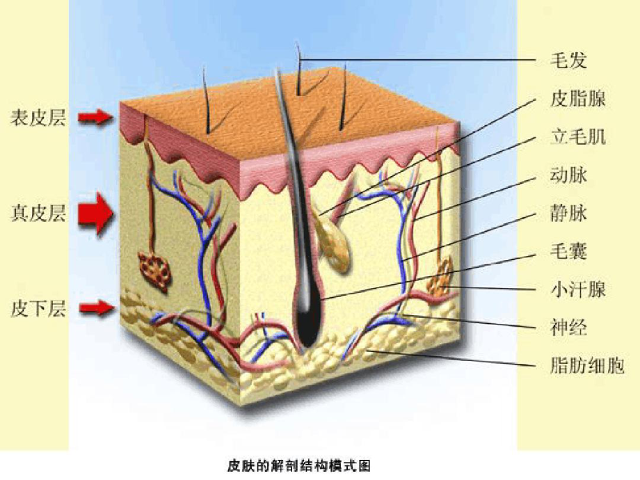 大副船上医护皮肤感染课件.ppt_第3页