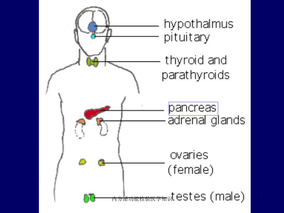 内分泌功能检验医学知识培训课件.ppt_第3页