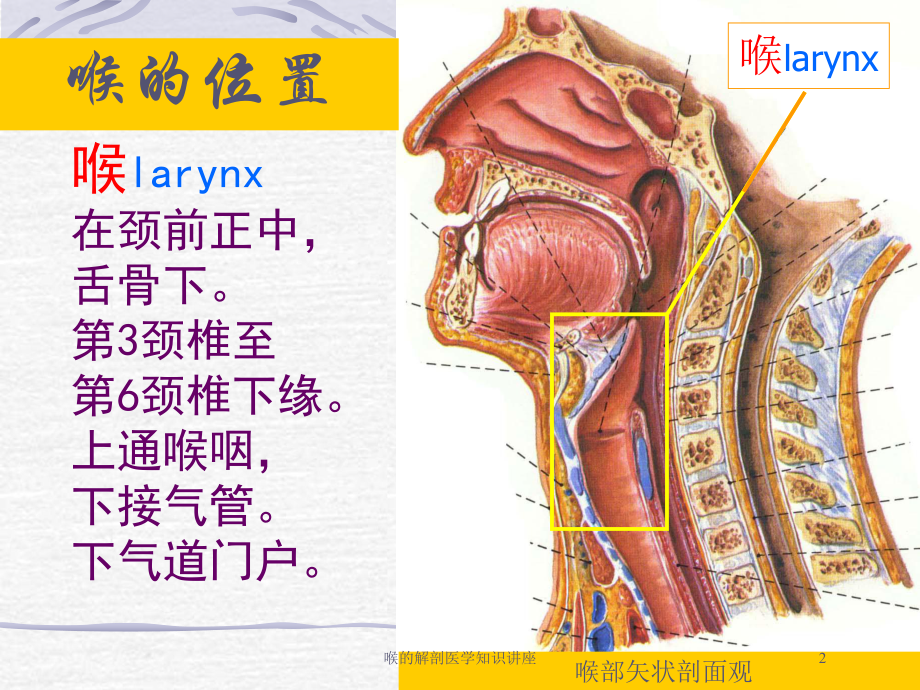 喉的解剖医学知识讲座培训课件.ppt_第2页