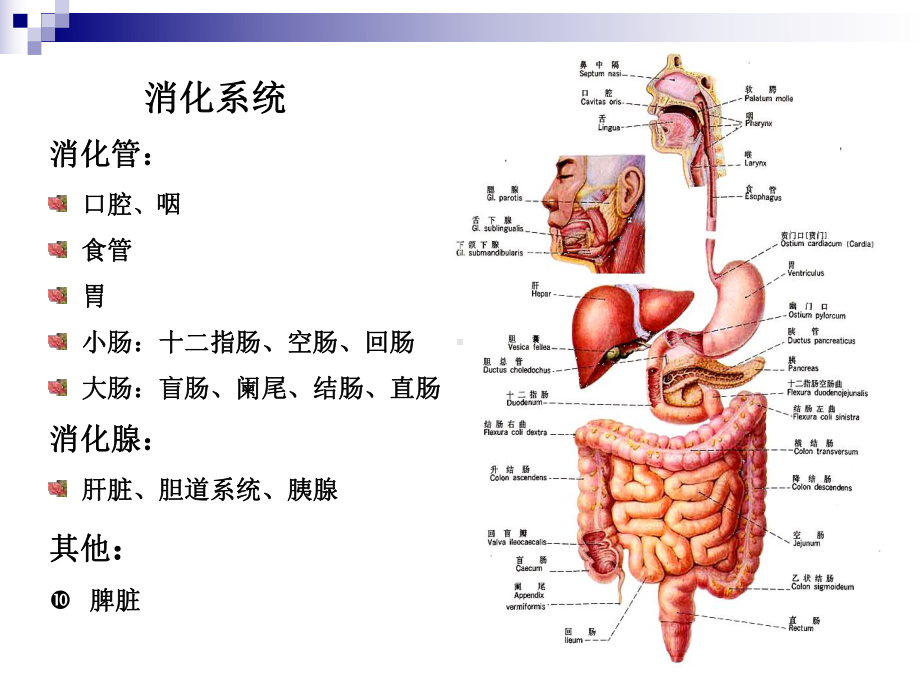 医学胃肠道正常影像表现基本病变培训课件.ppt_第2页