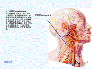 单元胸锁乳突肌课件.ppt