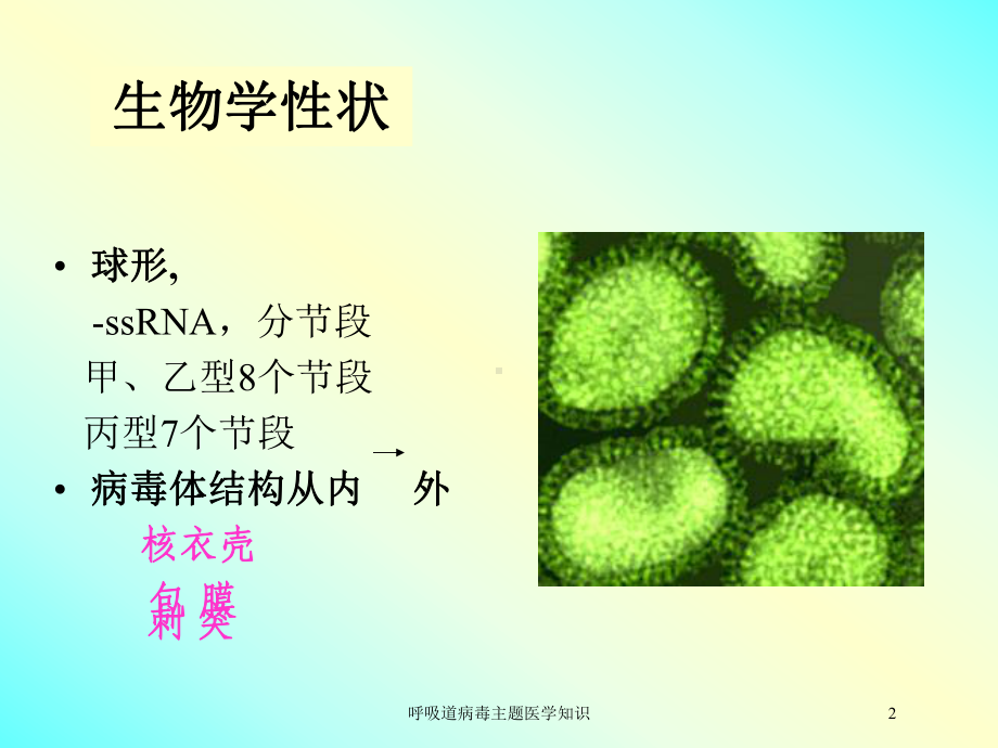 呼吸道病毒主题医学知识培训课件.ppt_第2页