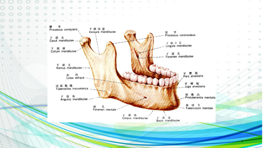 口腔颌面外科下颌支矢状骨劈开术课件.ppt_第2页