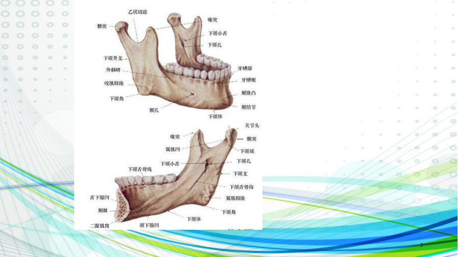 口腔颌面外科下颌支矢状骨劈开术课件.ppt_第3页