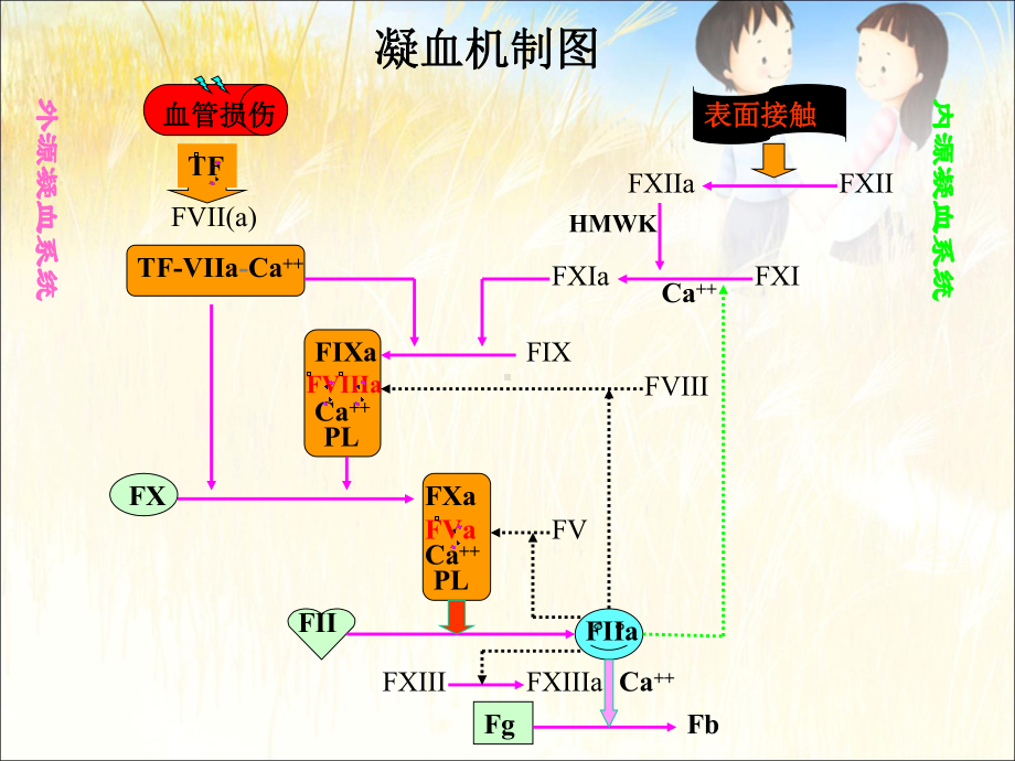 凝血五项课件.ppt_第3页