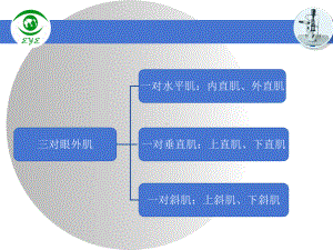 医学课件眼肌的解剖专业医学知识宣讲.ppt