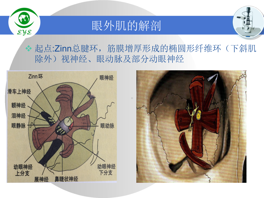 医学课件眼肌的解剖专业医学知识宣讲.ppt_第2页