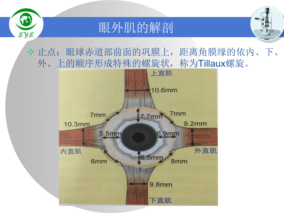 医学课件眼肌的解剖专业医学知识宣讲.ppt_第3页