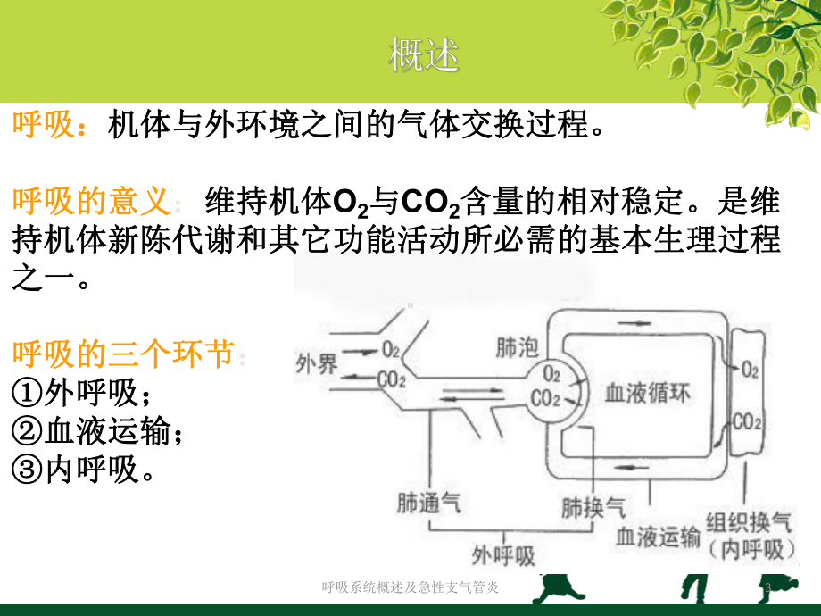 呼吸系统概述及急性支气管炎课件.ppt_第3页